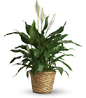 Simply Elegant Spathiphyllum - Large from Walker's Flower Shop in Huron, SD